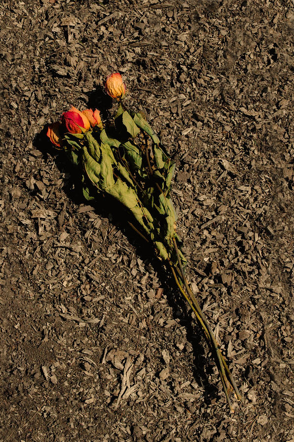 Lost Roses Photograph by Ross Powell