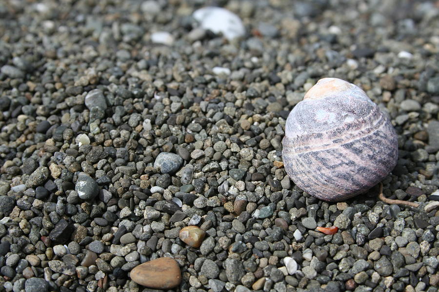 Lost Shell Photograph by Dylan Punke Lost Shell Photograph by Dylan Punke