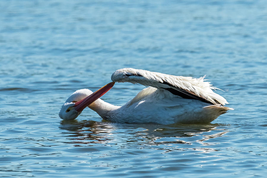 Pelican Photograph - Lost Something by Paul Freidlund