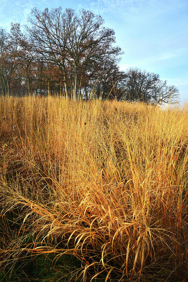 Lost Valley Oaks and Prairie Grasses in Glacial Park Photograph by Ray Mathis