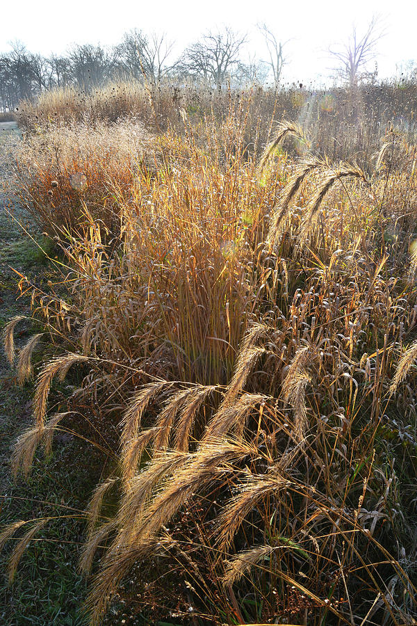Lost Valley Prairie Grasses in Glacial Park Photograph by Ray Mathis