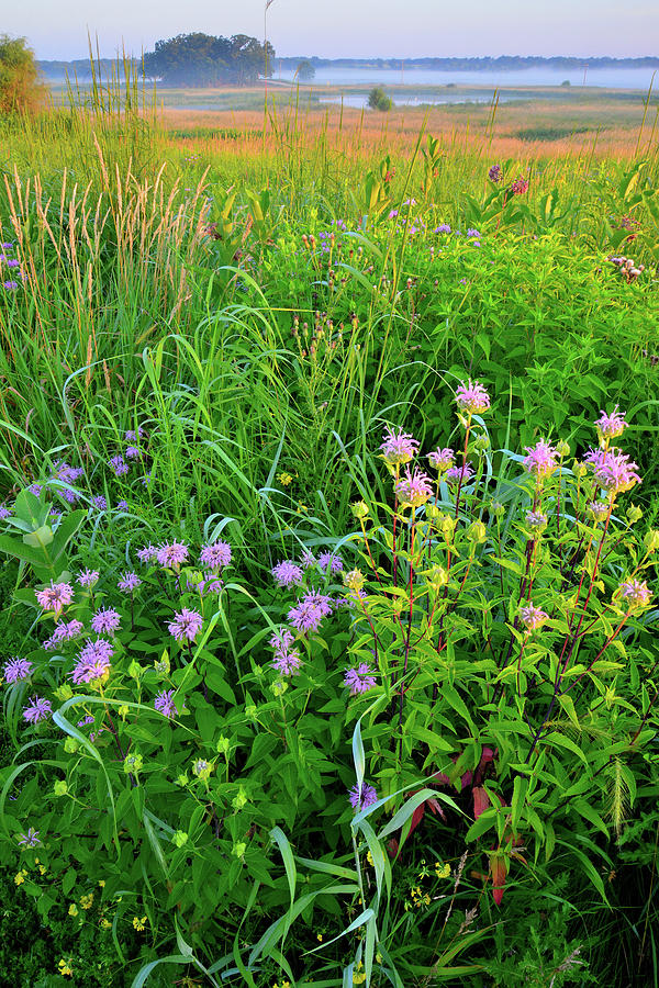 Lost Valley Wildflowers and Wetlands at Sunrise in Glacial Park Photograph by Ray Mathis