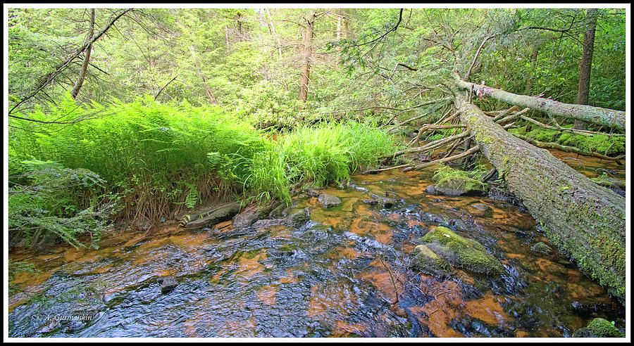 Lotic Ecosystem, Stream Environment Photograph by A Macarthur Gurmankin