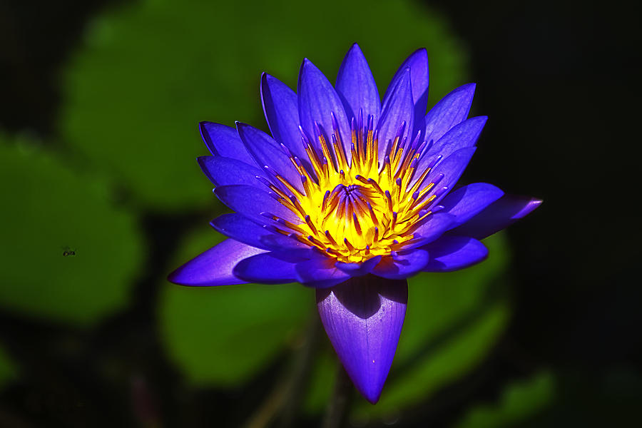 Loto Flower and Visitor Photograph by Roger Zayas - Fine Art America