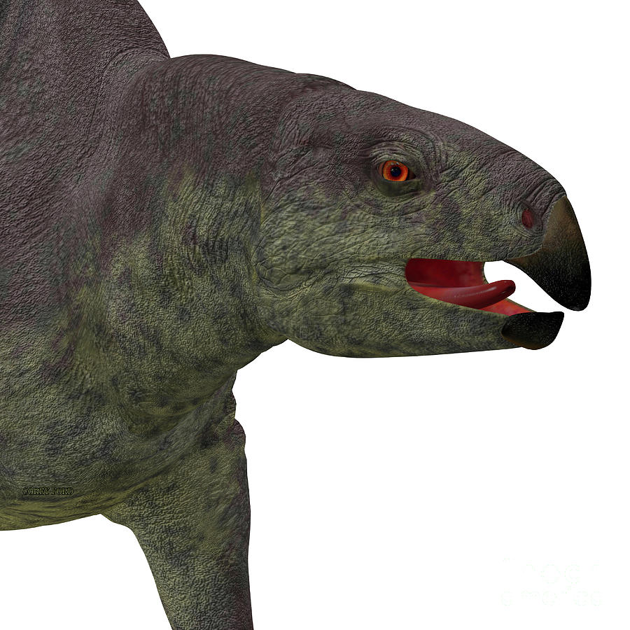 dinosaurs with head armour