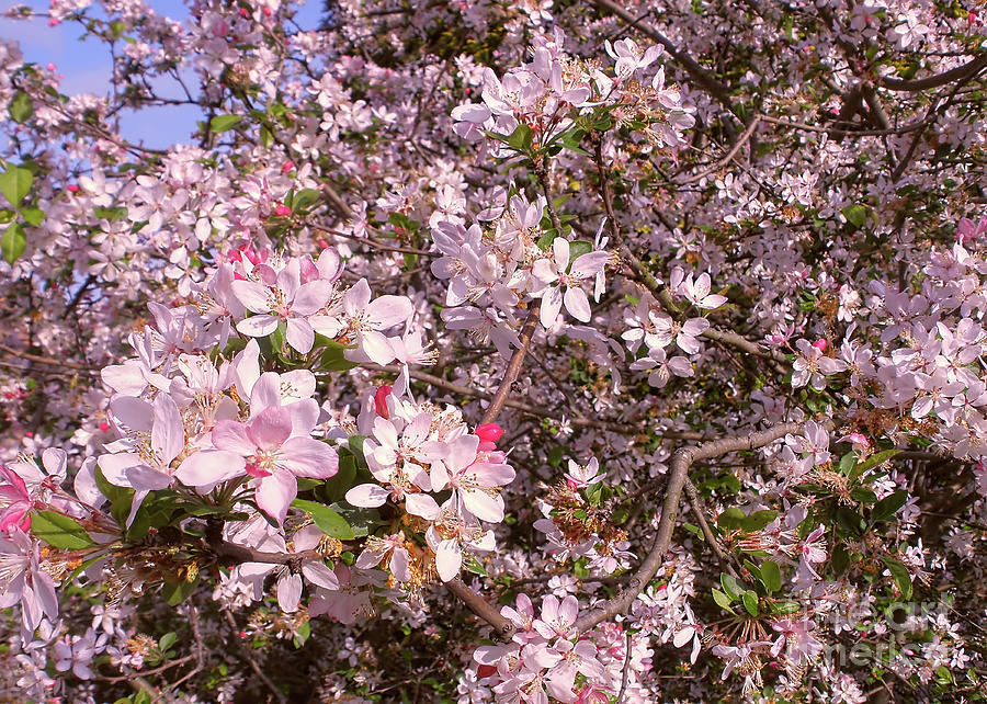 Lots of Blossoms by Kaye Menner Photograph by Kaye Menner