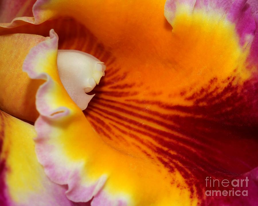 Orchid Photograph - Lotsa Color by Sabrina L Ryan