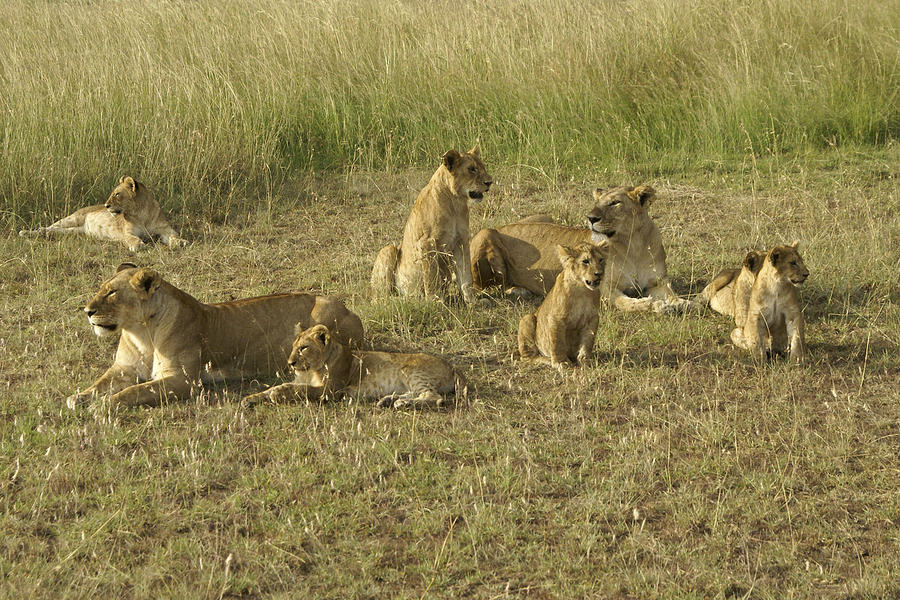 Lotsa Lions Photograph by Michele Burgess