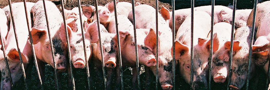 Lotsa Pigs, In Da Pen Photograph by William T Templeton