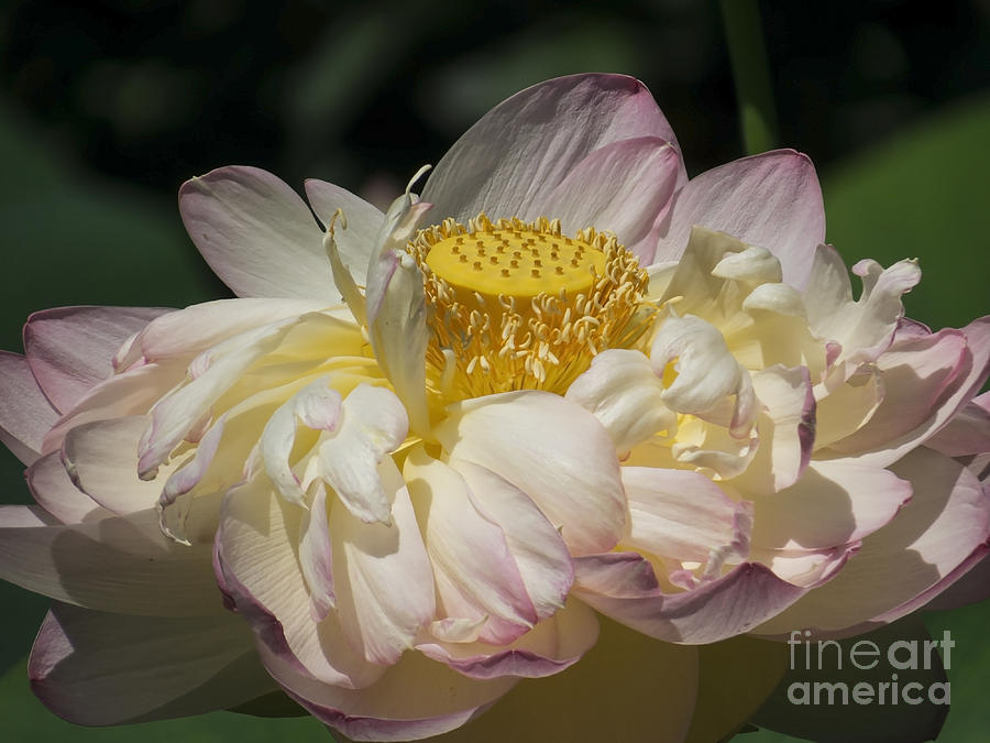 Lotus 2015 Photograph by Lili Feinstein