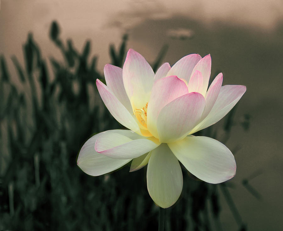 Lotus Photograph - Lotus Afloat by Jessica Jenney Lotus Photograph - Lotus Afloat by Jessica Jenney