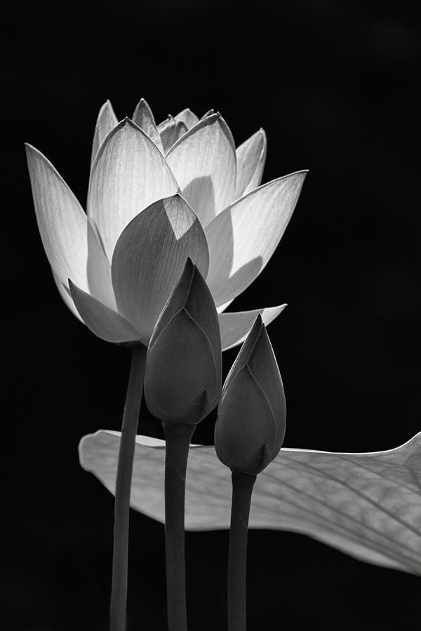 Harmony and Elegance BW Photograph by Dawn Currie