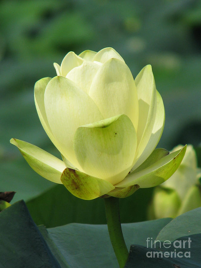 Lotus Photograph