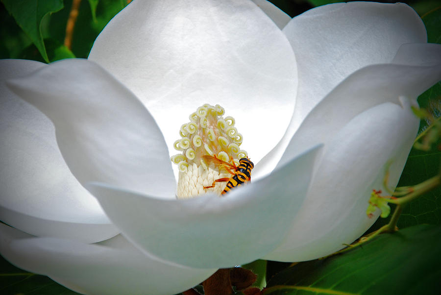 Flower Photograph - Magnolia and Bee by Audie Thornburg