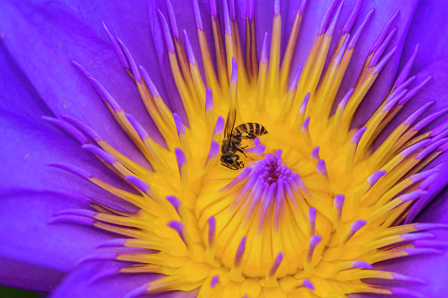 Lotus And Bee Macro Photograph