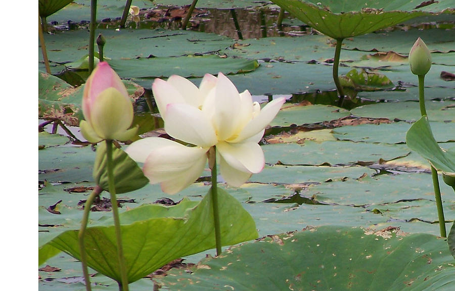 Flower Photograph - Lotus and Bud by Vijay Sharon Govender