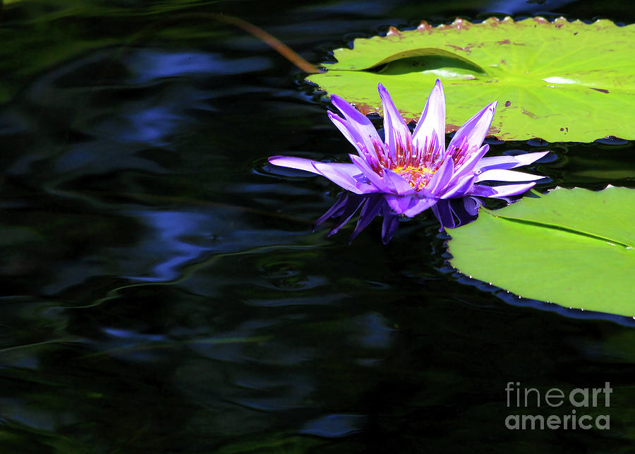 Lotus and Dark Water Refection Photograph by Paula Guttilla
