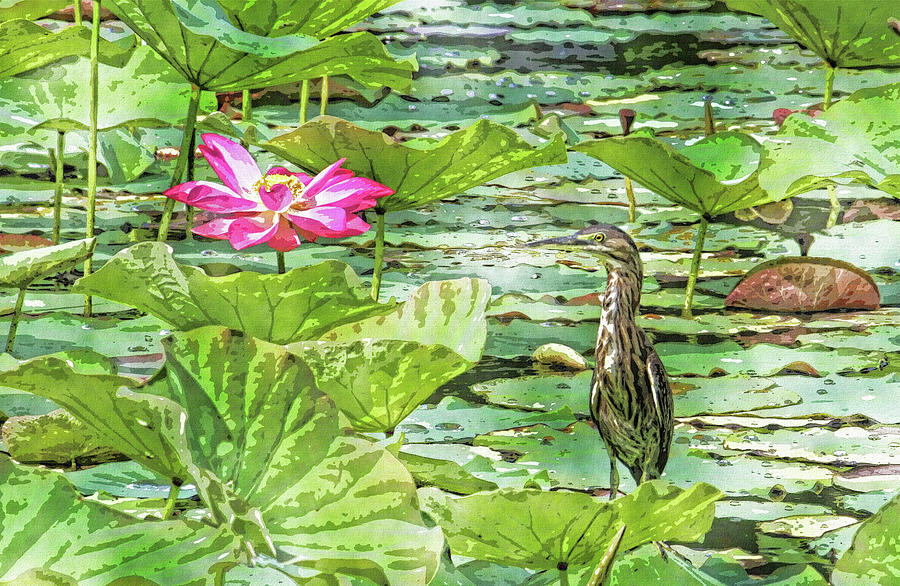 Lotus And Green Heron Photograph by HH Photography of Florida