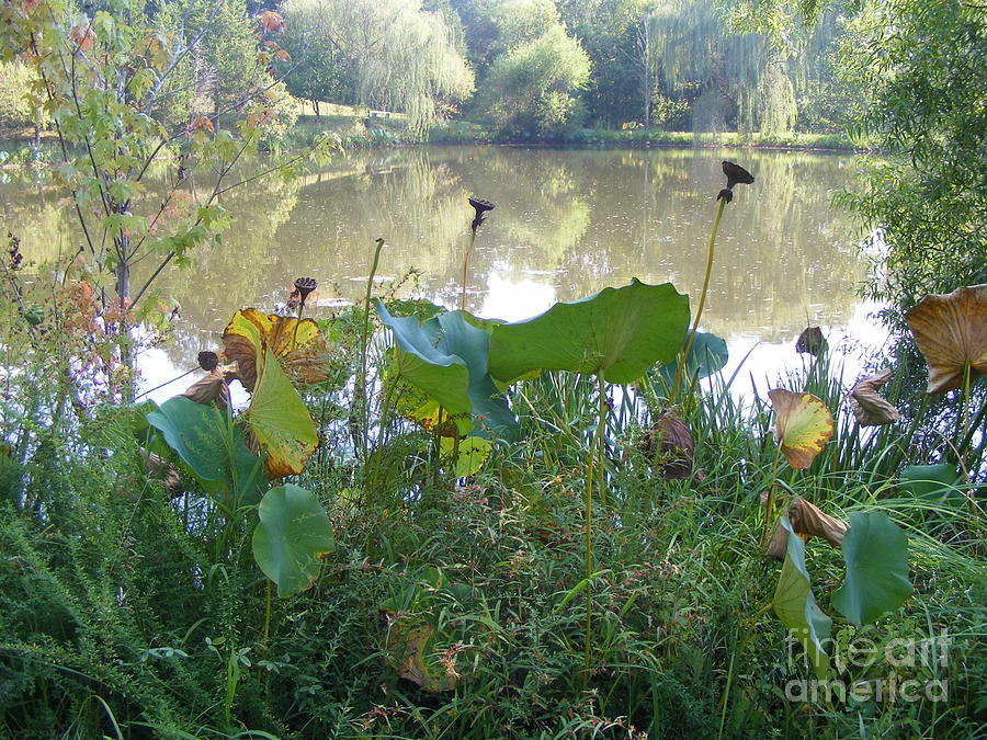 Lotus and Lake Photograph by Nancy Kane Chapman