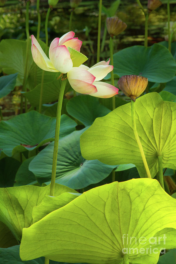 Lotus and Light Photograph by Marilyn Cornwell