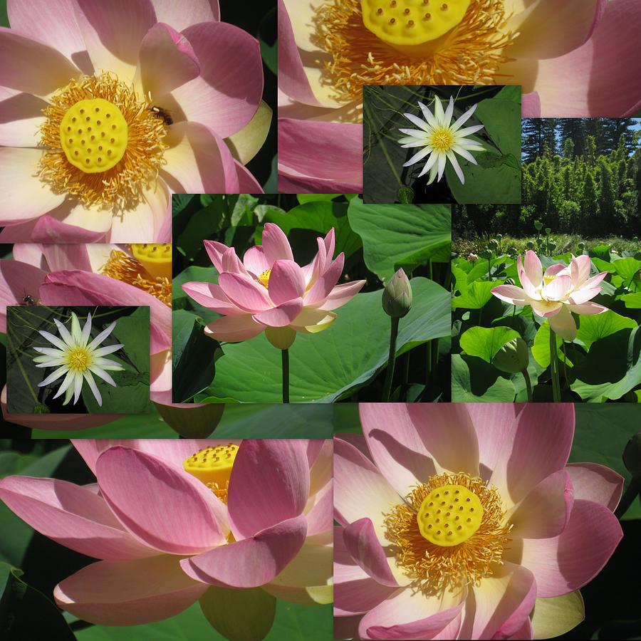 Lotus And Lily Art Photograph