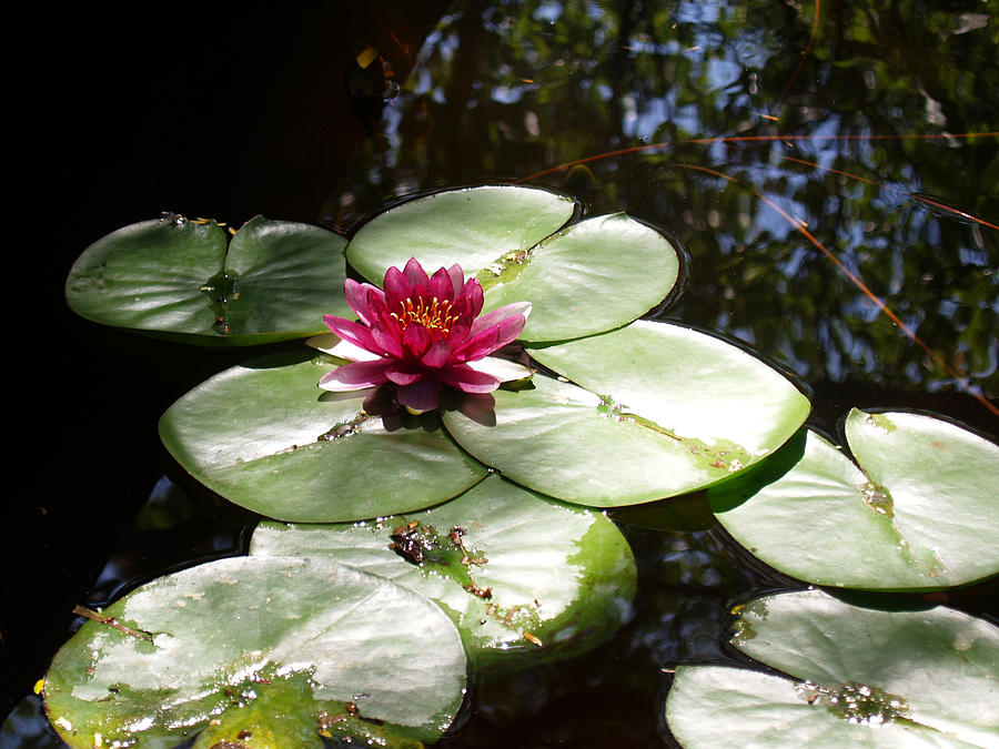 Lotus and Lily Pads Photograph by James Granberry