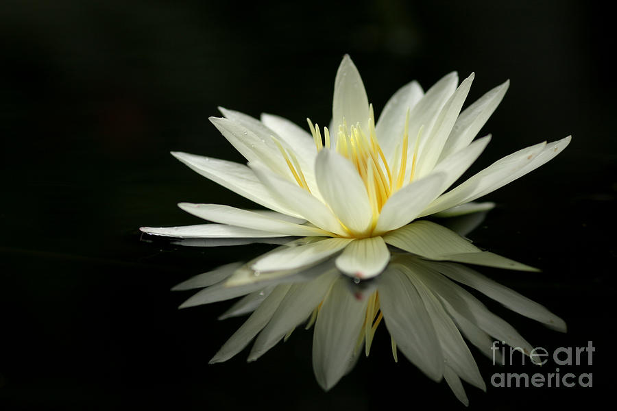 Lotus and Reflection Photograph by Angie Bechanan - Pixels