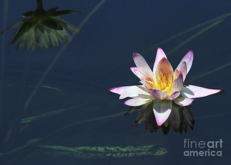 Lotus and Reflection Photograph by Paula Guttilla