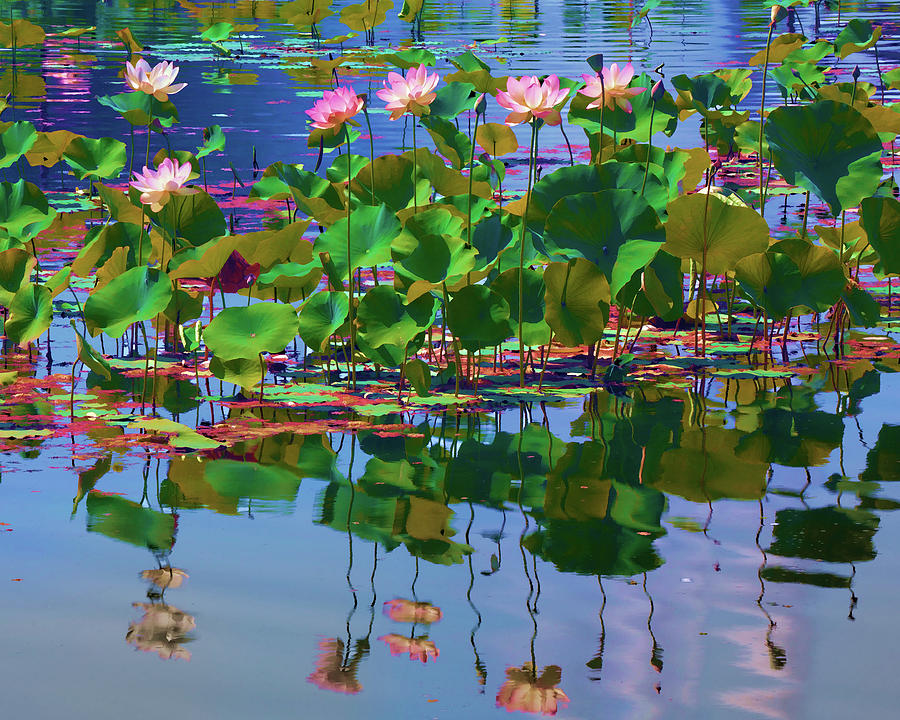 Lotus And Ripples Photograph
