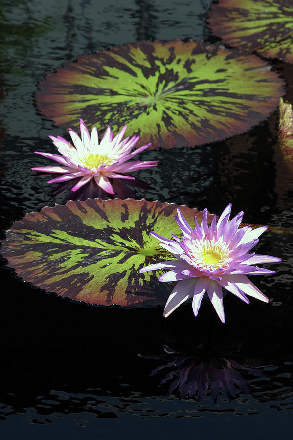 Lotus and Speckled Lily Pads 2928 H_2 Photograph by Steven Ward