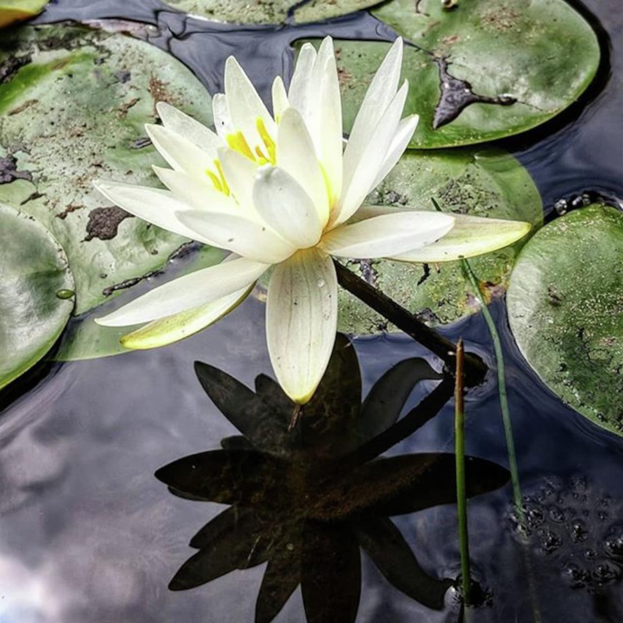 Floral Photograph - Lotus At Cockaponset ..
#pixelxl by Craig Szymanski