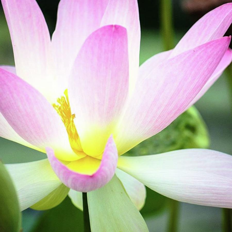 Floral Photograph - Lotus At The Nyc Botanical by Craig Szymanski