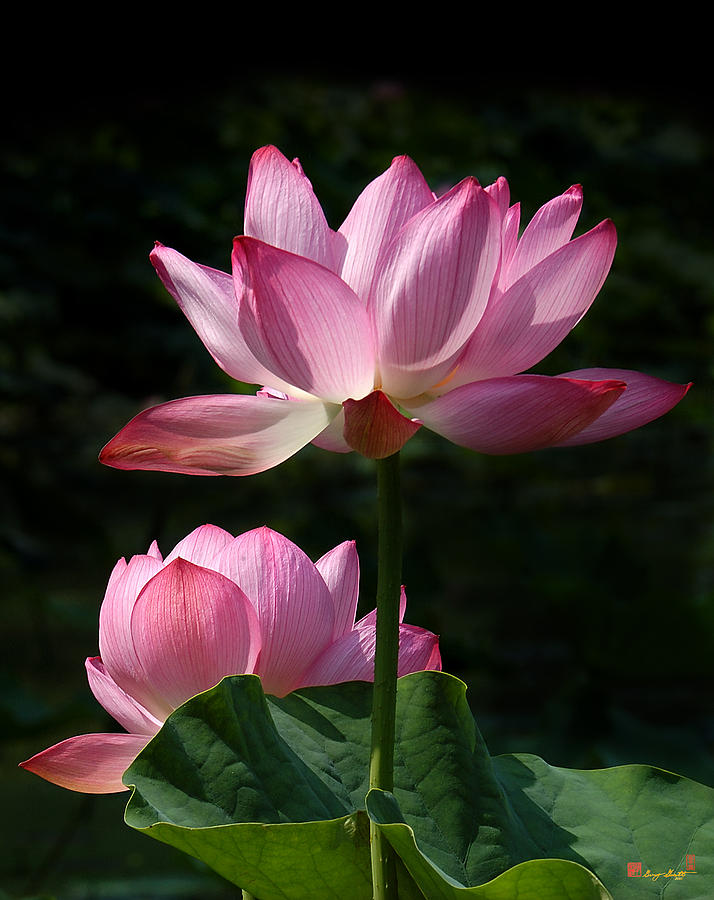 Lotus Beauties--Upstaged DL048 Photograph by Gerry Gantt