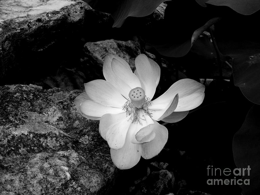 Lotus Beautiful Photograph by Nancy Kane Chapman