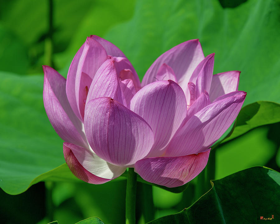 Lotus Beauty--Buxom Beauty i DL0089 Photograph by Gerry Gantt