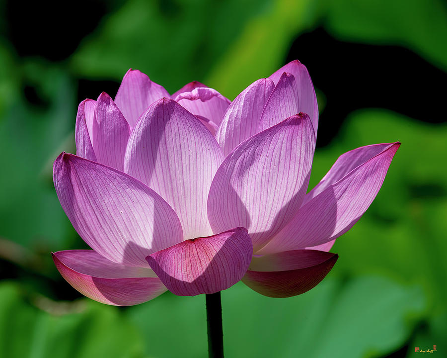 Lotus Beauty--Buxom Beauty ii DL0090 Photograph by Gerry Gantt