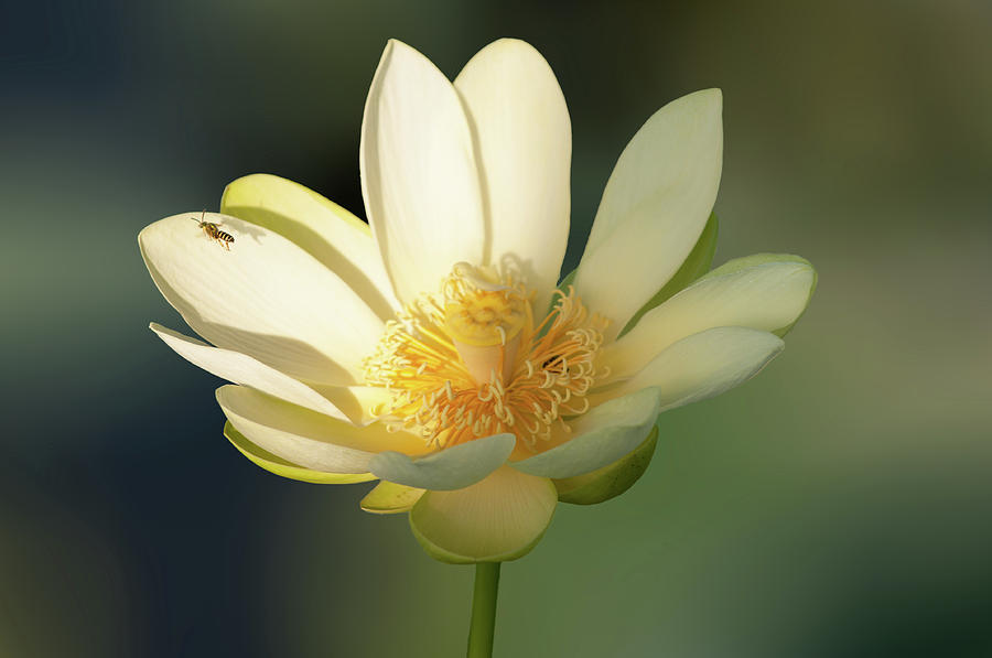 Lotus beauty Photograph by Carolyn DAlessandro