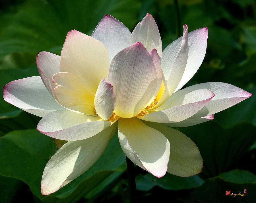 Lotus Beauty--Disheveled DL061 Photograph by Gerry Gantt