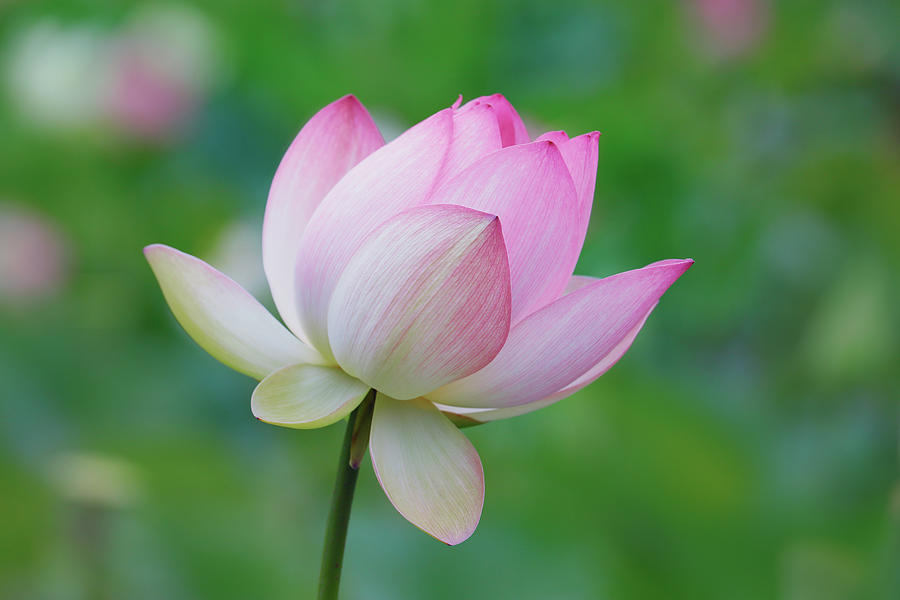 Lotus Bloom Photograph