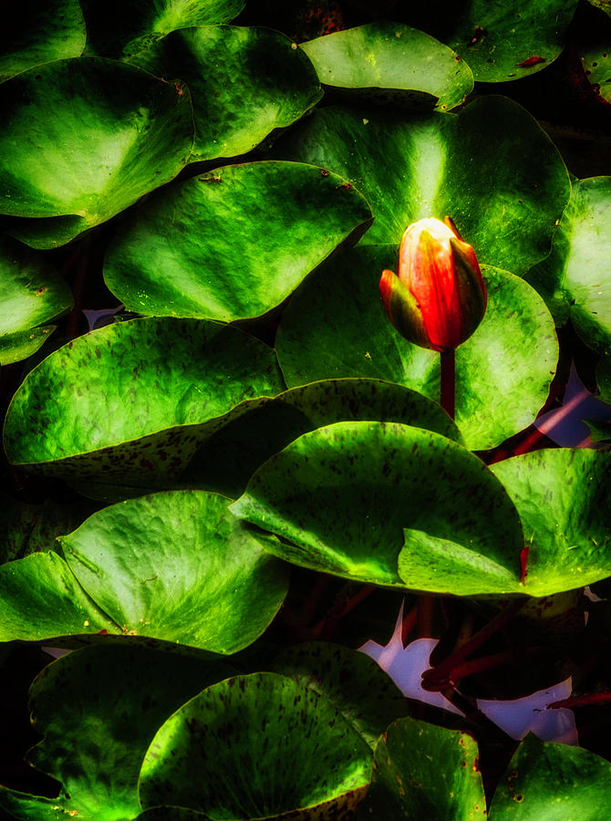 Lotus Bloom rev Photograph by Joseph Hollingsworth