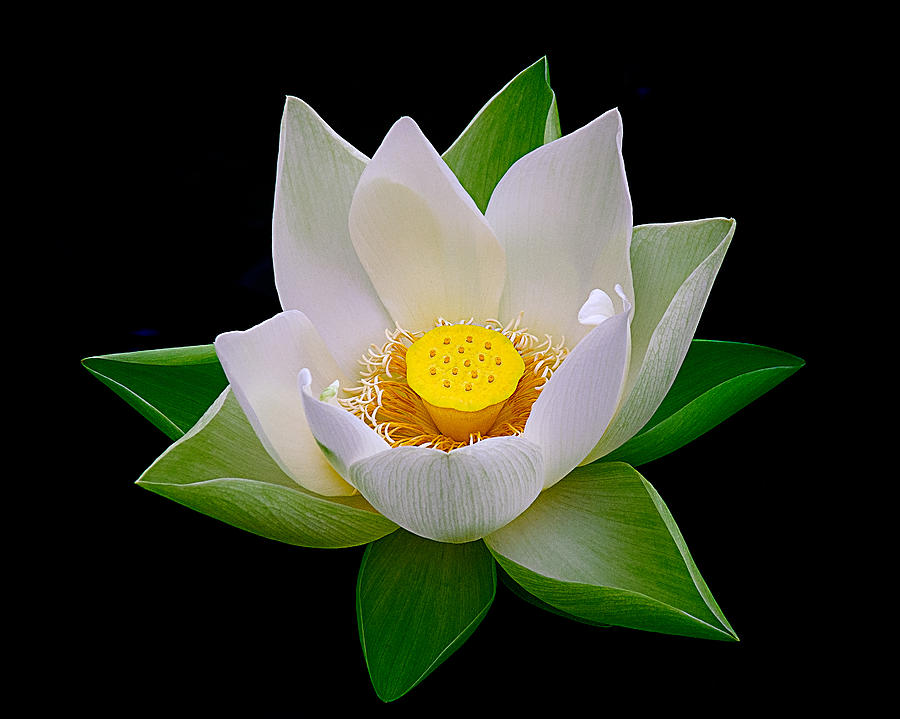 Lotus Blooming Photograph by Julie Palencia