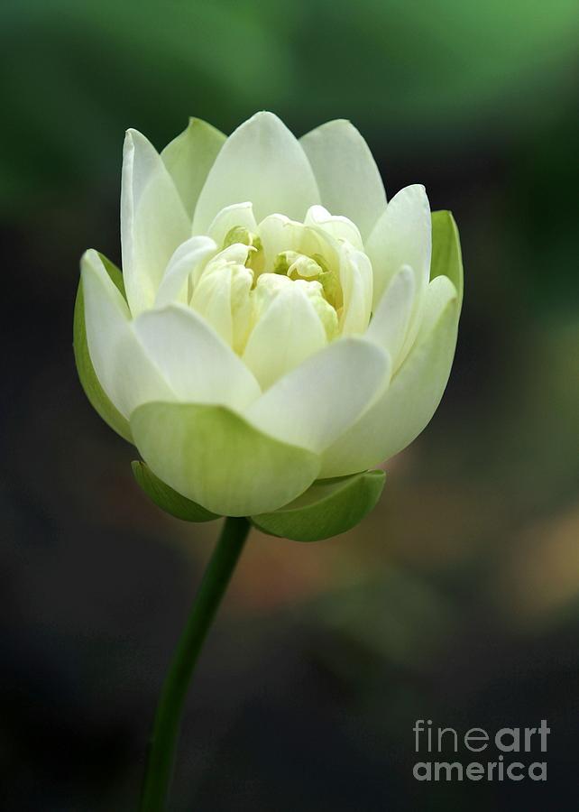 Lotus Blooming Photograph by Sabrina L Ryan
