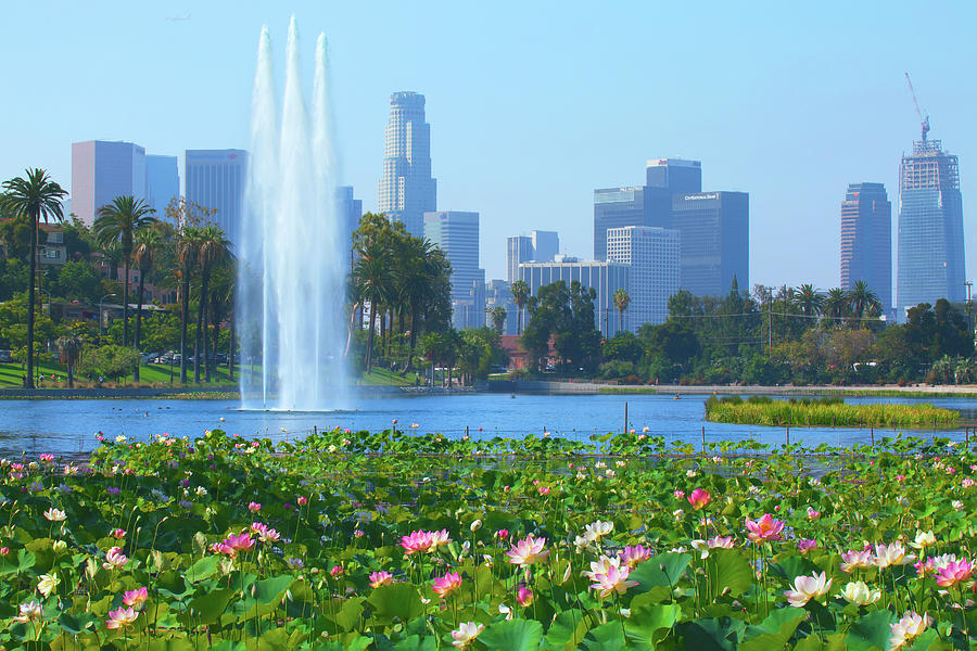 Lotus Blooms In Echo Park And Los Angeles Skyline Photograph