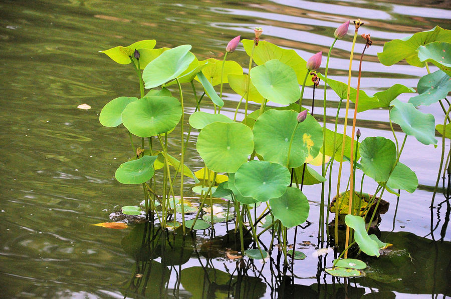 Lotus Blooms Photograph by Jan Amiss Photography
