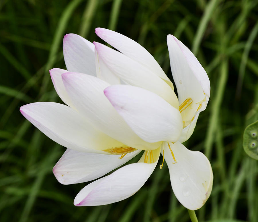 Lotus Blooms Photograph by Melanie Moraga
