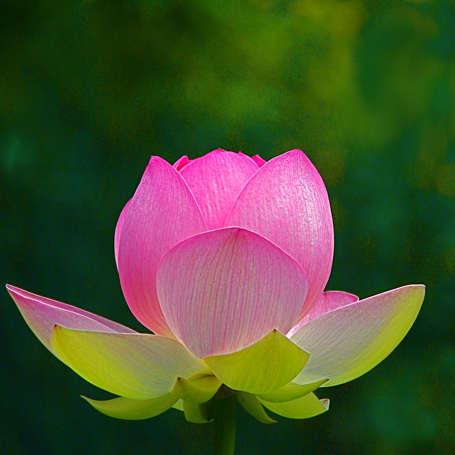 Lotus Blossom 842010 Photograph by Byron Varvarigos
