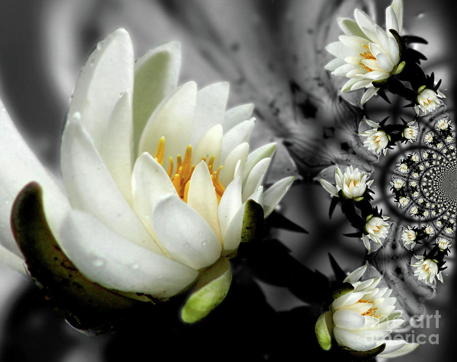 Lotus Blossom Abstract Photograph by Smilin Eyes Treasures