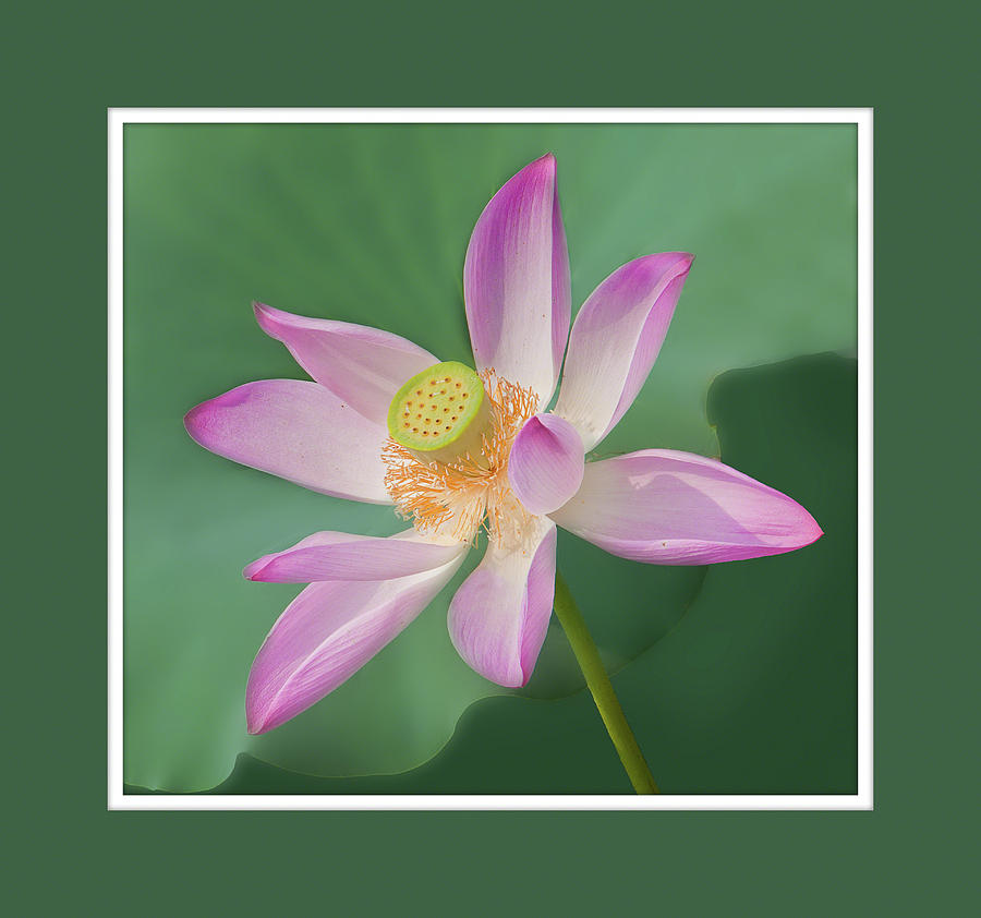 Lotus Blossom Photograph by Alan Toepfer