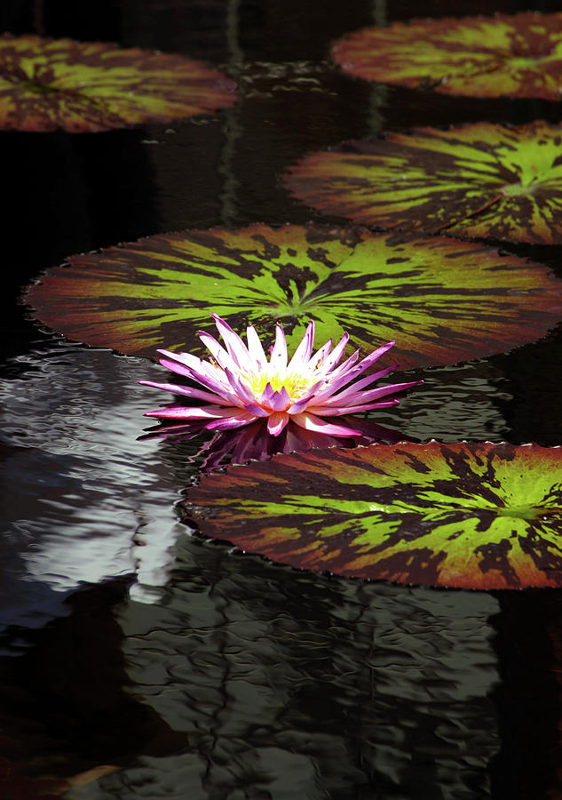 Lotus Blossom and Lily Pads in Rippling Water 2927 H_2 Photograph by Steven Ward