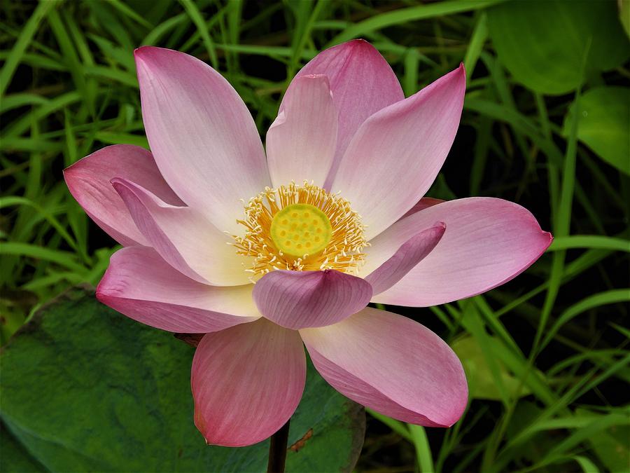 Lotus Blossom- Benoa, Bali Photograph by Barbara Ebeling